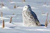Snowy Owl_12610
